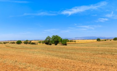 Ağaçların ve mavi gökyüzünün aksine yeni sürülmüş ekinlerin altın ve geniş tarlalarında