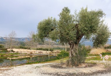 Pinell de Brai 'de dağlarla çevrili bir göletin yanında eski bir zeytin ağacı. Tarragona.