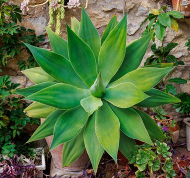 Close-up of a succulent plant with green leaves, Agave attenuata