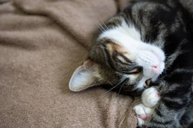 Kedi, elleri suratında huzur içinde uyuyor.