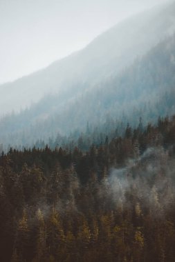 Alaska'da sisli dağlar