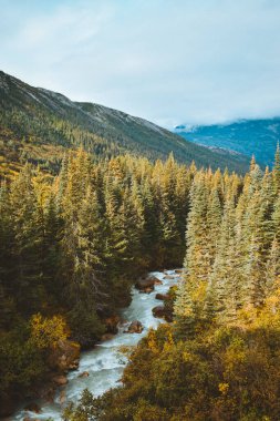 Stream running through spruce tree forest near Skagway, Alaska