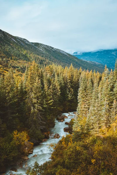 Stream Running Spruce Tree Forest Skagway Alaska — Stock Photo, Image