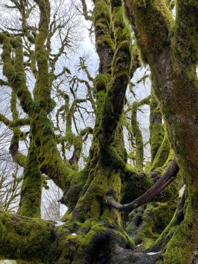 Ormanda yeşil yosun