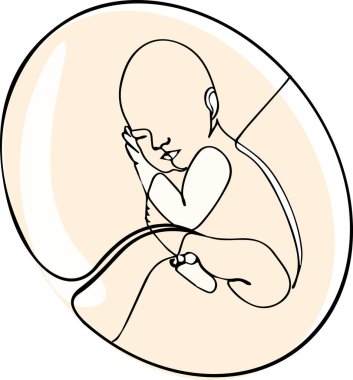 Ana hatlarıyla bebeği ana rahmine çiziyor. Vektör illüstrasyonu