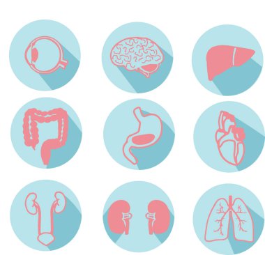 iç organları simgeler. vektör çizim