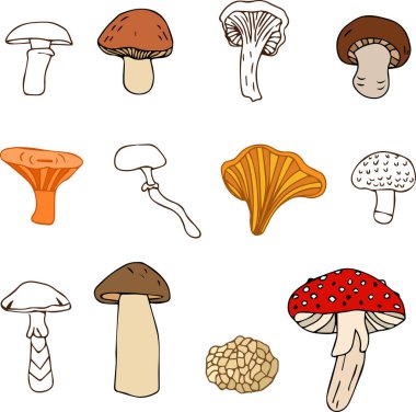 Değişik mantar çeşitleri. Vektör illüstrasyonu