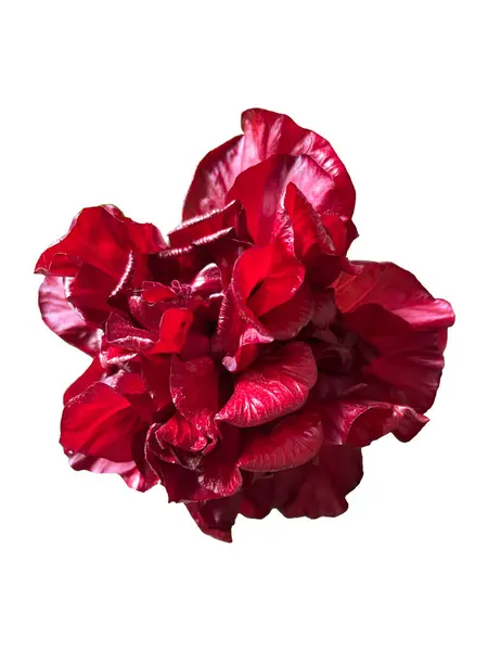 red flower isolated on white . High quality photo