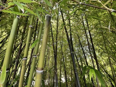  Bambu ormanları. Yüksek kalite fotoğraf