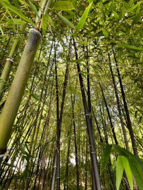  Bambu ormanları. Yüksek kalite fotoğraf