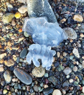  Sahildeki büyük şeffaf denizanası. Yüksek kalite fotoğraf