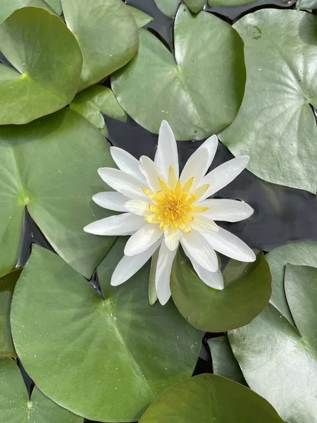 White water lily. High quality photo