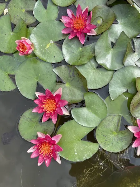  Pembe nilüferler. Yüksek kalite fotoğraf