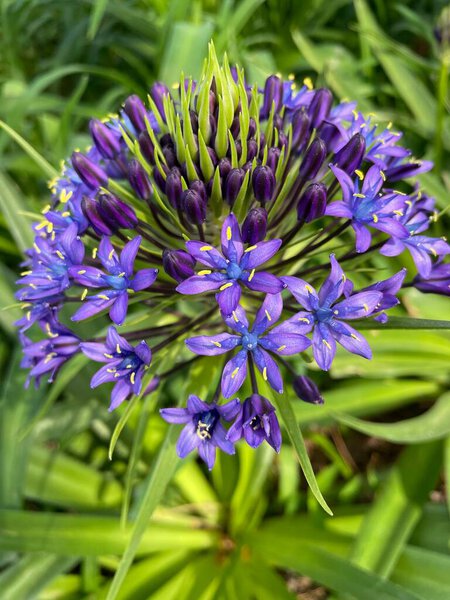 Wild purple flowers on a background of green grass. High quality photo