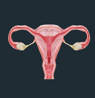  Üçgenlerden yapılmış dişi üreme sistemi. Vektör illüstrasyonu