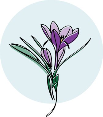 Mor krokus vektör çizimi, Botanica. Vektör illüstrasyonu
