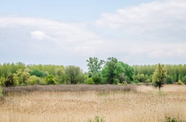 Kuru sazlıklarla kaplı bir tarlanın manzarası.