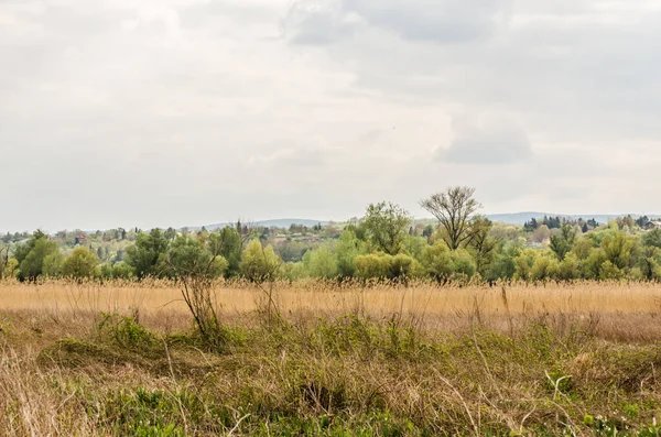 stock image A view of a field covered with dry reeds.