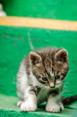 Küçük neşeli gri kedi yavrusu. Küçük gri bir kedi, özel bir mülkün bahçesindeki merdivenlerde..