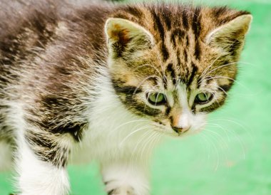 Küçük neşeli gri kedi yavrusu. Küçük gri bir kedi, özel bir mülkün bahçesindeki merdivenlerde..