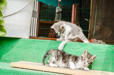 İki küçük gri kedi yavrusu. İki küçük gri kedi yavrusu, özel bir mülkün bahçesindeki merdivenlerde..