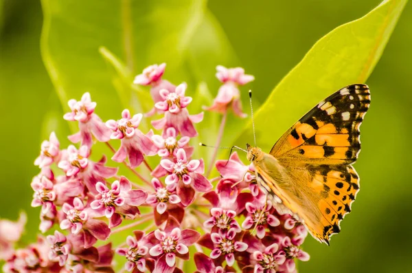 stock image Painted lady butterfly on blooming purple thistle flowers close up top view, 