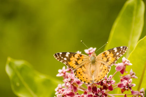 Stock image Painted lady butterfly on blooming purple thistle flowers close up top view, 