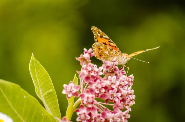 stock image Painted lady butterfly on blooming purple thistle flowers close up top view, 