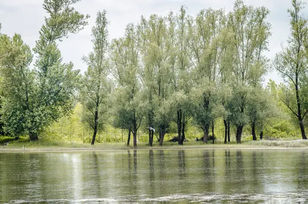 호수의 파노라마같은 여름철에 만들어 호수의 — 스톡 사진