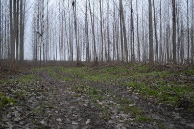 Yılın sonbaharında kavak ağaçları. Yılın sonbahar döneminde orman, sabah güneşi ve sisle aydınlanır..