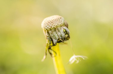 Yeşil arka planda yarı pişmiş bir karahindibanın yakın plan çekimi..