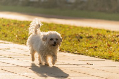 Yaya yolunda minyatür bir Malta köpeği. Güneşli bir kış gününde patikada gezen neşeli beyaz bir Malta köpeği. Malta köpeği cüce köpek ve arkadaş köpek grubuna aittir..