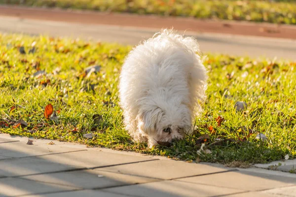 Miniature Maltese dog on a footpath. A playful white maltese dog on a footpath on a sunny winter day. The Maltese dog belongs to the group of dwarf dogs and companion dogs.