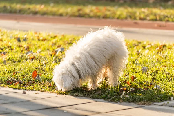 Miniaturowy Maltański Pies Ścieżce Zabawny Biały Maltański Pies Ścieżce Słoneczny — Zdjęcie stockowe
