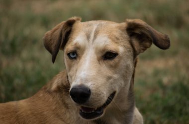 Yalnız sarı ve beyaz bir sokak köpeğinin portresi. Yalnız sarı ve beyaz bir sokak köpeğinin portresi, kurumuş çimlerin üzerinde duruyor..