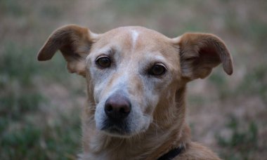 Yalnız sarı ve beyaz bir sokak köpeğinin portresi. Yalnız sarı ve beyaz bir sokak köpeğinin portresi, kurumuş çimlerin üzerinde duruyor..