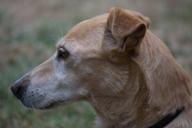 Yalnız sarı ve beyaz bir sokak köpeğinin portresi. Yalnız sarı ve beyaz bir sokak köpeğinin portresi, kurumuş çimlerin üzerinde duruyor..