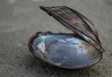 Nehir kabukları kumun üzerinde. Kumsalda nehir kabukları var..