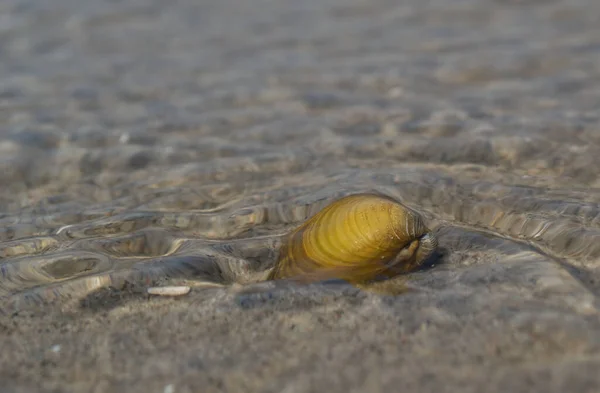River Shells Sand River Shells Lying Sandy Beach — Stock Photo, Image