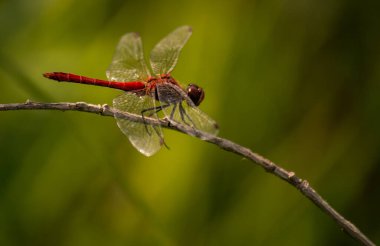 Kızıl yusufçuk manzarası. Kırmızı bir yusufçuğun doğal ortamında bir ot sapı üzerindeki görüntüsü..
