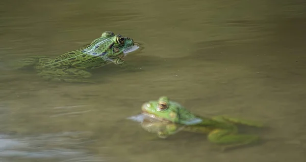 Green Frog Sandy Shore Lake Green Frog Sandy Shore Lake — Φωτογραφία Αρχείου