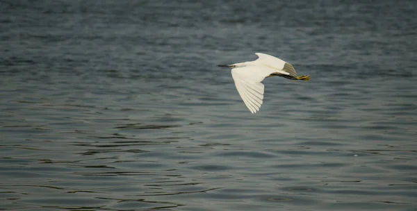 왜가리가 다뉴브강의 왜가리의 — 스톡 사진