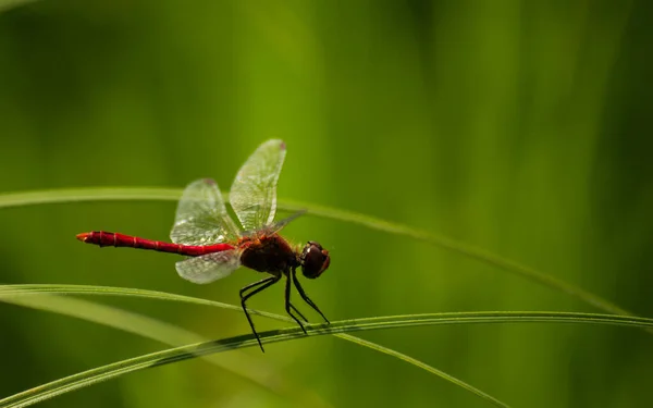 View Red Dragonfly View Red Dragonfly Its Natural Environment Stalk — Stock Photo, Image