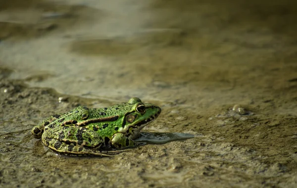 Green Frog Sandy Shore Lake Green Frog Sandy Shore Lake — Fotografia de Stock