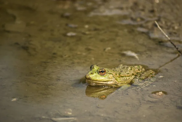 Green Frog Sandy Shore Lake Green Frog Sandy Shore Lake — ストック写真