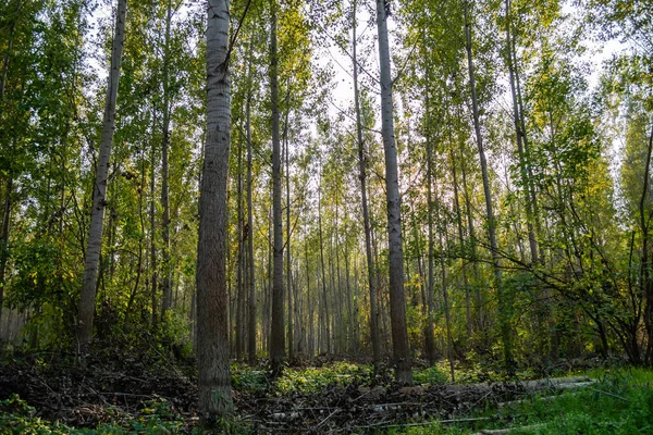 多瑙河沿岸的森林在一年的旱季靠近诺维萨德镇 — 图库照片