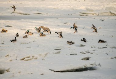 Petrovaradin Kalesi, Voyvodina, Novi Sad, Petrovaradin, Sırbistan 'ın aşağısındaki Tuna Nehri' nin donmuş sularındaki bir kuş sürüsü.