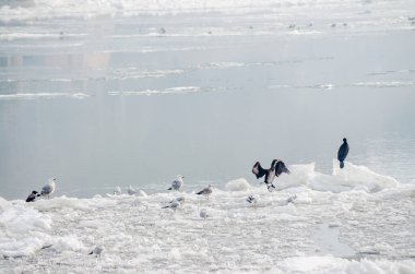 Petrovaradin Kalesi, Voyvodina, Novi Sad, Petrovaradin, Sırbistan 'ın aşağısındaki Tuna Nehri' nin donmuş sularındaki bir kuş sürüsü.