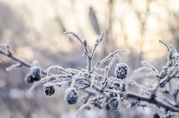 Stock image Frost-covered fruits of Prunus spinosa. Frost-covered and frozen green fruits of Prunus spinosa.