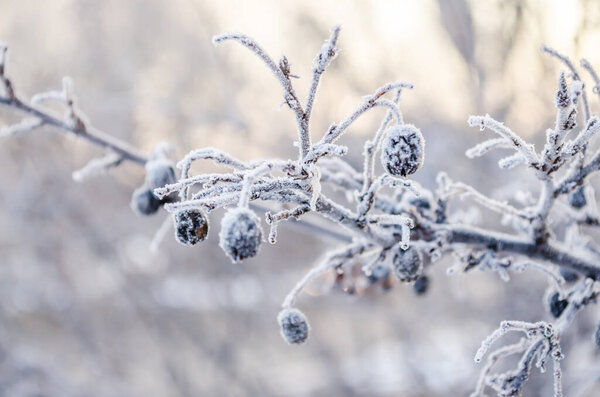 Frost-covered fruits of Prunus spinosa. Frost-covered and frozen green fruits of Prunus spinosa.